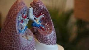 plastic cross section of human lungs